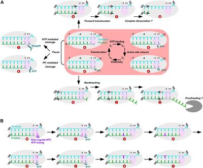 Within and Beyond the Nucleotide Addition Cycle of Viral RNA-dependent RNA Polymerases